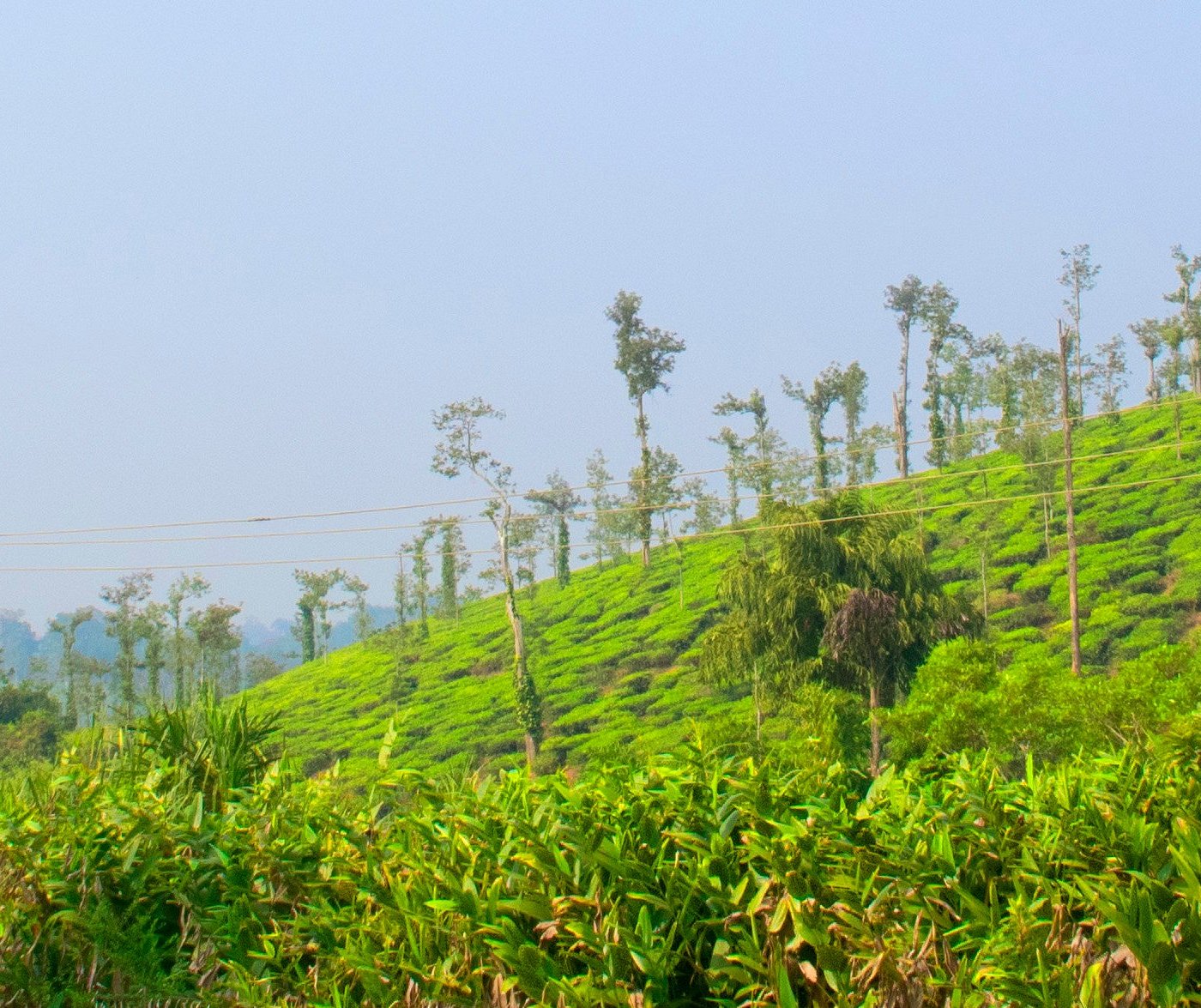 Coorg - COFFEE COUNTRY destination in Kerala